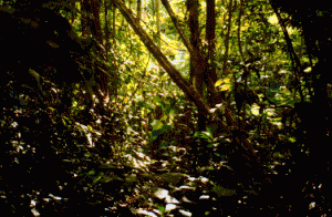 bosque umbrío